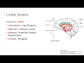 Limbic System Nervous system Step 1 Simplified
