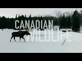 Peaceful Wildlife 1 Hour of Relaxing Trail Cam Footage in Ontario Canada