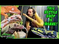INSANE NEW REPTILE SHOP TOUR Exotic Pets Reptile Store Kansas City
