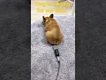 Download Lagu dog singing a Bam. #shorts #status