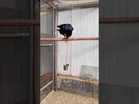 #raven #crow #pettraining