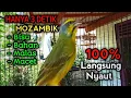 Download Lagu Mozambik gacor ngerol mewah untuk pancingan bikin Mozambik Lain ikut gacor!!