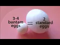 What are Bantam Chickens vs Standard Size Chickens - Chickens in a Minute