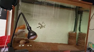 سواد الغيم دندنها