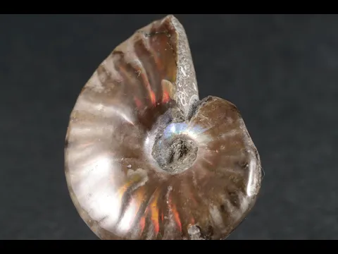 ファイヤーアンモナイト 化石 14.0g｜天然石 化石 通販 キラリ石