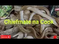 Download Lagu Sea eel or Bakasi in my native town..panoorin nyo paano lutuin.@allanronaldcobacha1980