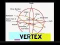 Vertex
