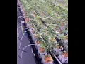 Lagu Clone Goddess inc - UltraPremium Cannabis Flower Grow XOTX