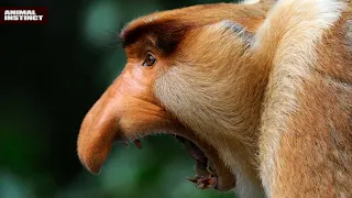 Big nose monkey Proboscis Monkey