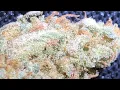 LA Zkittlez strain review