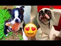 Boston Terrier Funny And Adorable s And Tik Toks Compilation