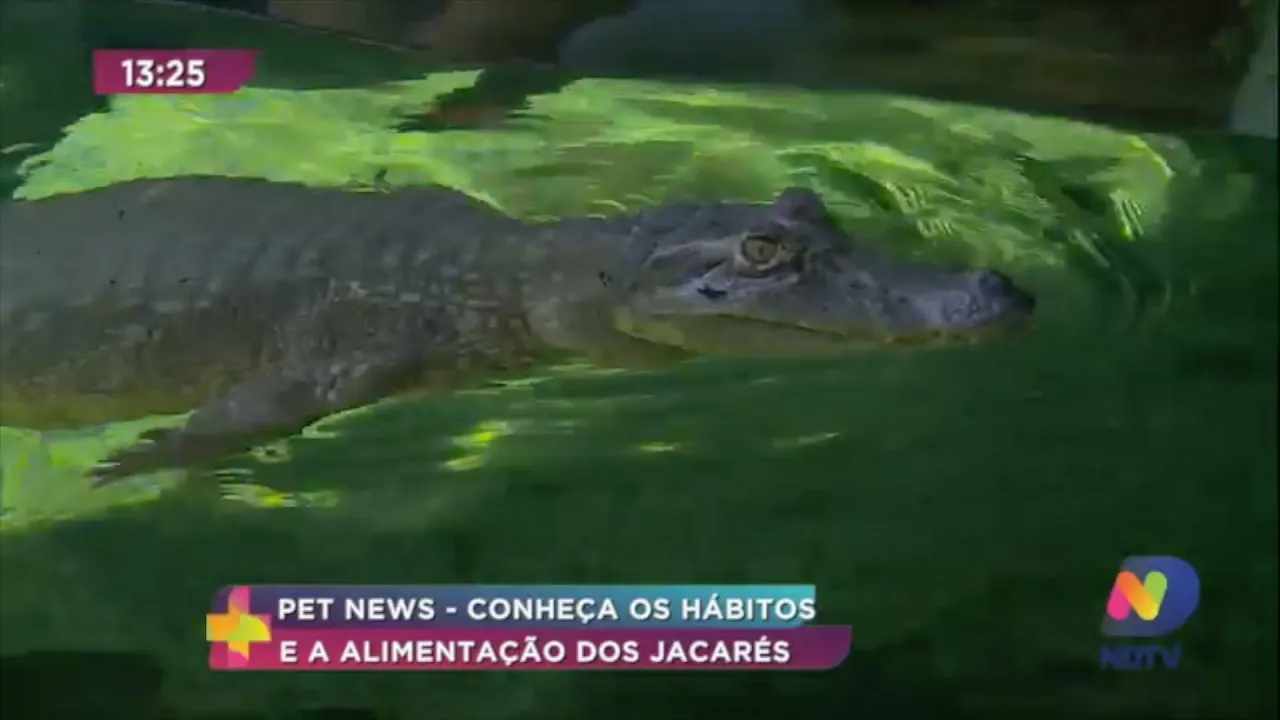 Conheça hábitos e alimentação dos jacarés