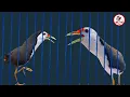 Download Lagu Quốc Mồi Trống Mái Kêu | Quốc Mái + Trống Gào | Tiếng Chim Quốc Kêu
