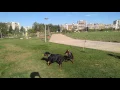 doberman vs rottweiler