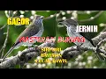 Download Lagu Masteran Burung Siri Siri Gacor Jernih