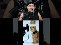 Download Lagu Cat does DOPAMINE cover 😳 @wing7ackpot  what is happening? @BennyFamily2018  #beatbox #tiktok