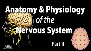Anatomy & Physiology of the Nervous System, Animation p.2 with Quizzes. See Description for Chapters