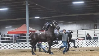 170k - 125k 2025 Gordyville Draft Horse Sale 2 top sellers