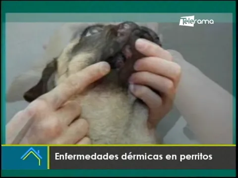 Enfermedades dérmicas en perritos