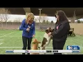 Free pet adoptions at the El Paso Animal Services Center