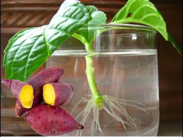 O PODEROSO ENRAIZADOR NATURAL COM BATATA DOCE (FRUTÍFERA, ORQUÍDEA, ROSAS)