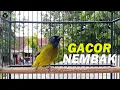 Download Lagu Kutilang Sutra mana YANG GAK NYAUT  dan IKUT BUNYI GACOR dengan suara Kutilang Sutra Super GACOR Ini