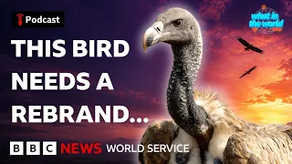 How vultures help us more than you know - What in the World podcast, BBC World Service