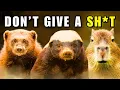 Download Lagu 5 Animals That Don’t Give a Sh*t
