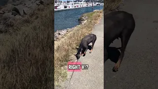 A little cool down for V.. #fyp #dream #youtube #doberman #pets