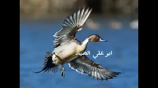 صوتي صوت ابو زله بربش اكسبلور شتراك و لايك 