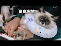 Download Lagu 新來的狸花貓臉皮真厚，光著個屁屁走來走去｜李喜猫