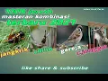 Download Lagu Masteran burung kombinasi jangkrik cililin gereja c.jenggot terbaru jernih cepat masuk