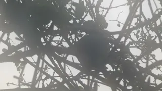 a dunnock flying home