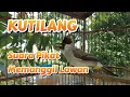 Lagu Suara Pikat Burung Kutilang Gacor 100% Ampuh untuk Suara Panggilan dan Masteran 02