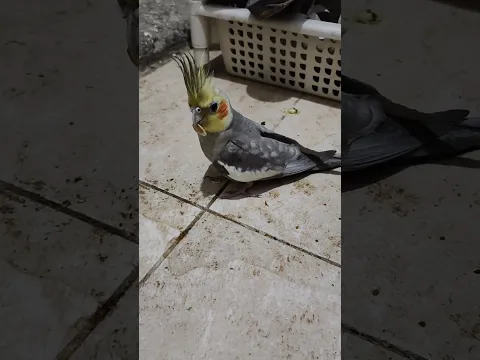 دكر كوكتيل فون حكايه #birds #طيور