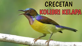 crecetan kolibri kelapa cocok untuk masteran murai batu