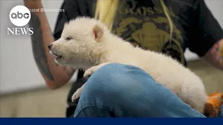 Scientists Dire wolf brought back from extinction after 13 000 years