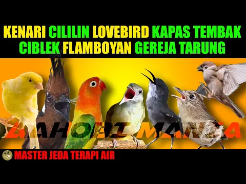 Download MP3 MASTER 7 BURUNG | KENARI CILILIN LOVEBIRD  KATEM CIBLEK FLAMBOYAN GEREJA TARUNG Jeda Terapi Air