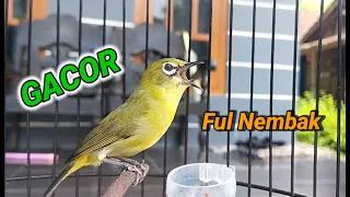 pleci dakun gacor full nembak