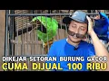 Download Lagu DIKEJAR SETORAN !! BURUNG GACOR JUAL BAHAN CUMA 100 RIBU DI PASAR BURUNG PRAMUKA HARI INI