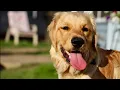 Chicago ranks among the least pet-friendly U S cities study says ChicagoLIVE