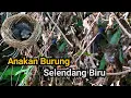Download Lagu PANEN ANAKAN BURUNG SELENDANG BIRU || KEHICAP RANTING