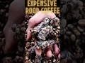 EXPENSIVE POOP COFFEE || Kopi luwak