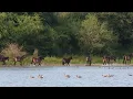 Download Lagu Exmoor pony's Kraaijenbergse plassen