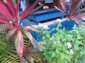 Banana Boat Song (Day O) in Jamaica