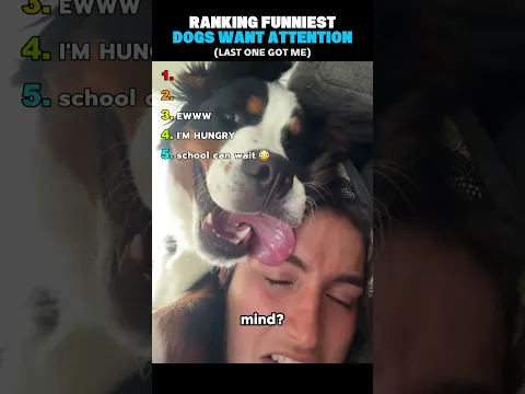 Ranking Funniest Dogs Want Attention Moments