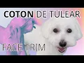 Face Trim Coton de Tulear