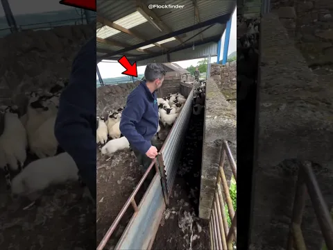 Separating Sheep ! 🐑