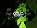Download Lagu Motivasi Hidup Allahlah yang Paling Iba Saat Kau Terluka #fypviral #motivasi #motivation #katabijak