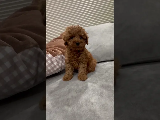 動画